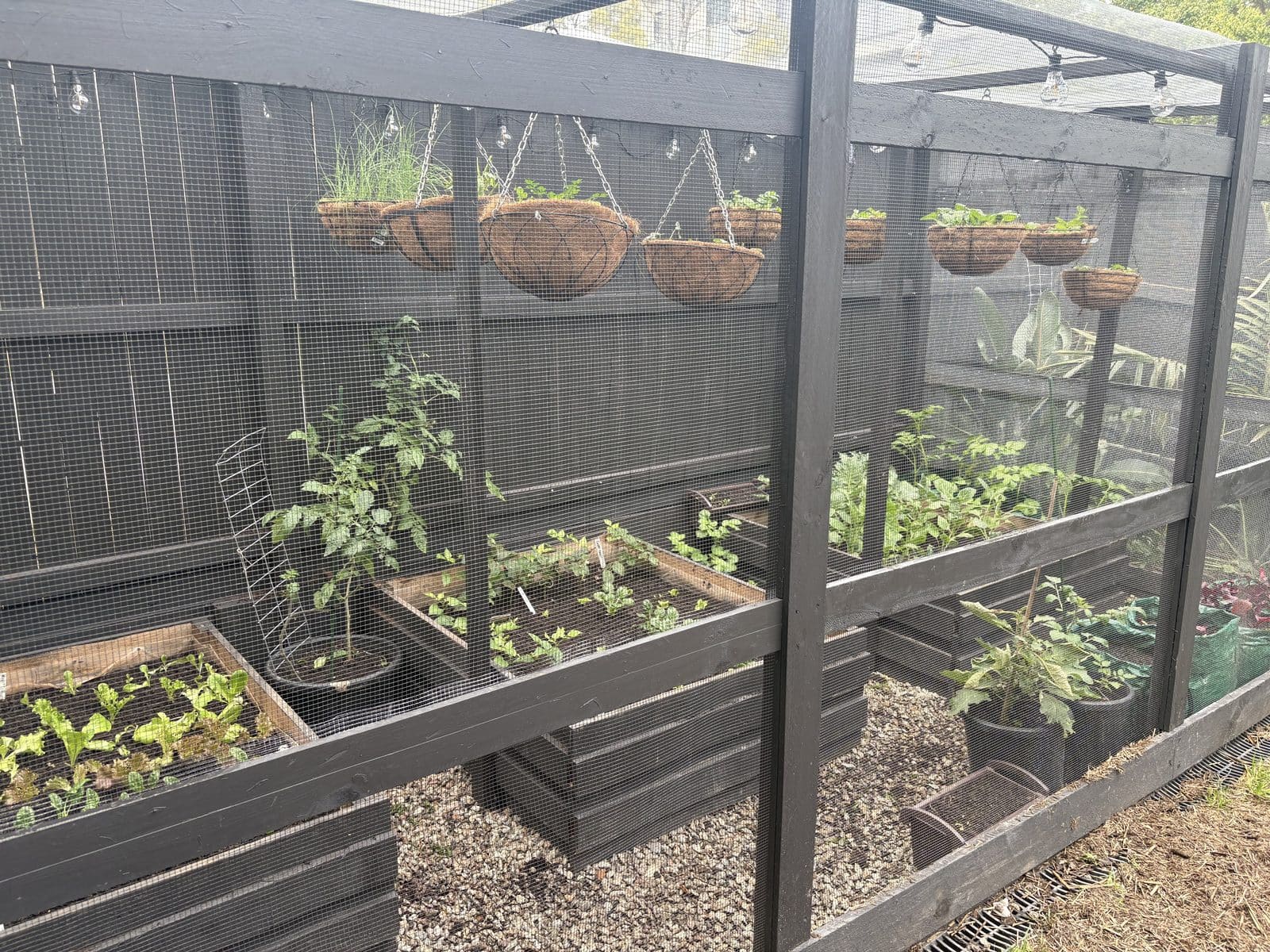 The finished walk-in enclosure: a charcoal timber frame clad in 6.5mm mesh, hanging baskets of herbs and strawberries along the top, raised beds of lettuce and staked tomatoes inside, string lights overhead