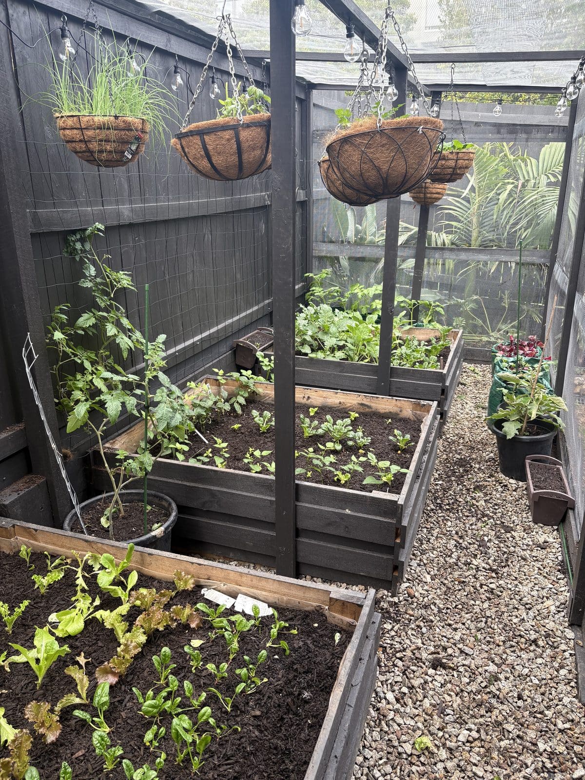 Inside the enclosure looking along the beds: staked tomatoes, rows of lettuce, spinach and seedlings in the raised beds, hanging baskets of herbs and strawberries above, string lights and a weed-mat path