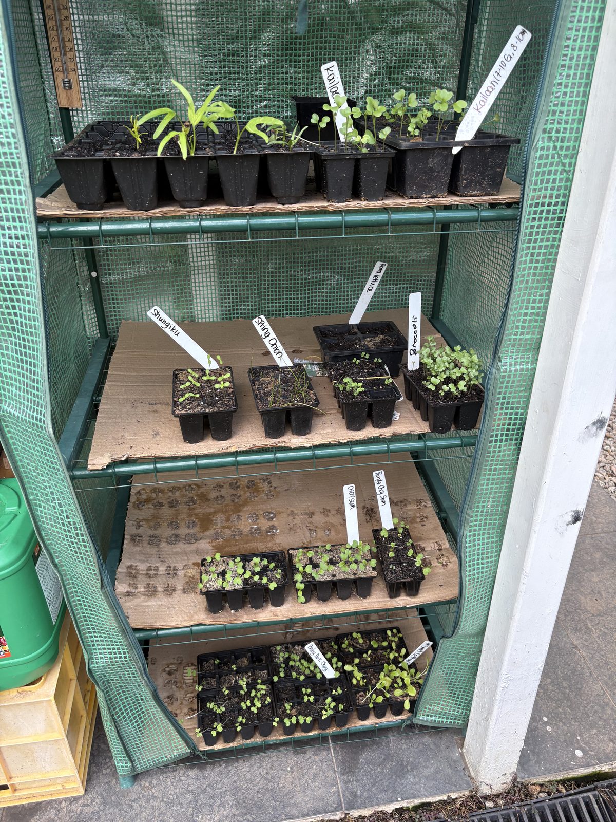 Seed trays on shelves inside a green pop-up greenhouse, each tray hand-labelled: Kailaan, Roma lettuce, broccoli, spring onion, shungiku, choy sum, purple choy sum, baby pak choy and mixed lettuce
